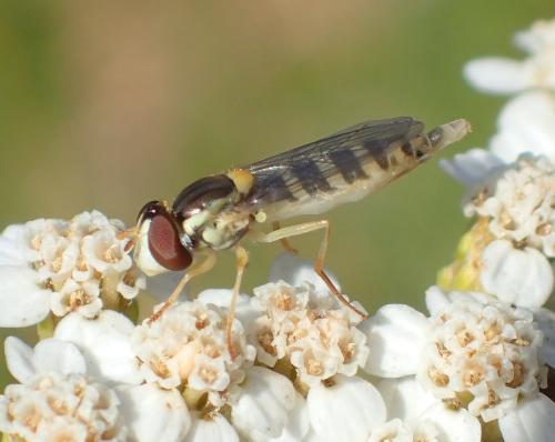 Sphaerophoria sp.